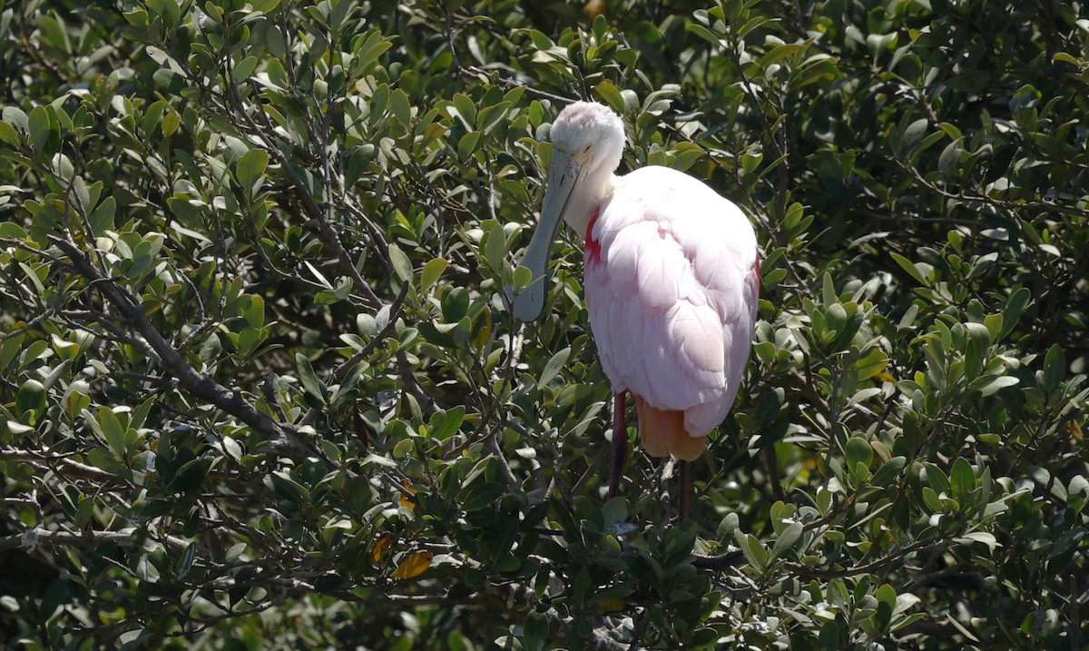 Roseate Spoonbill - ML647858156