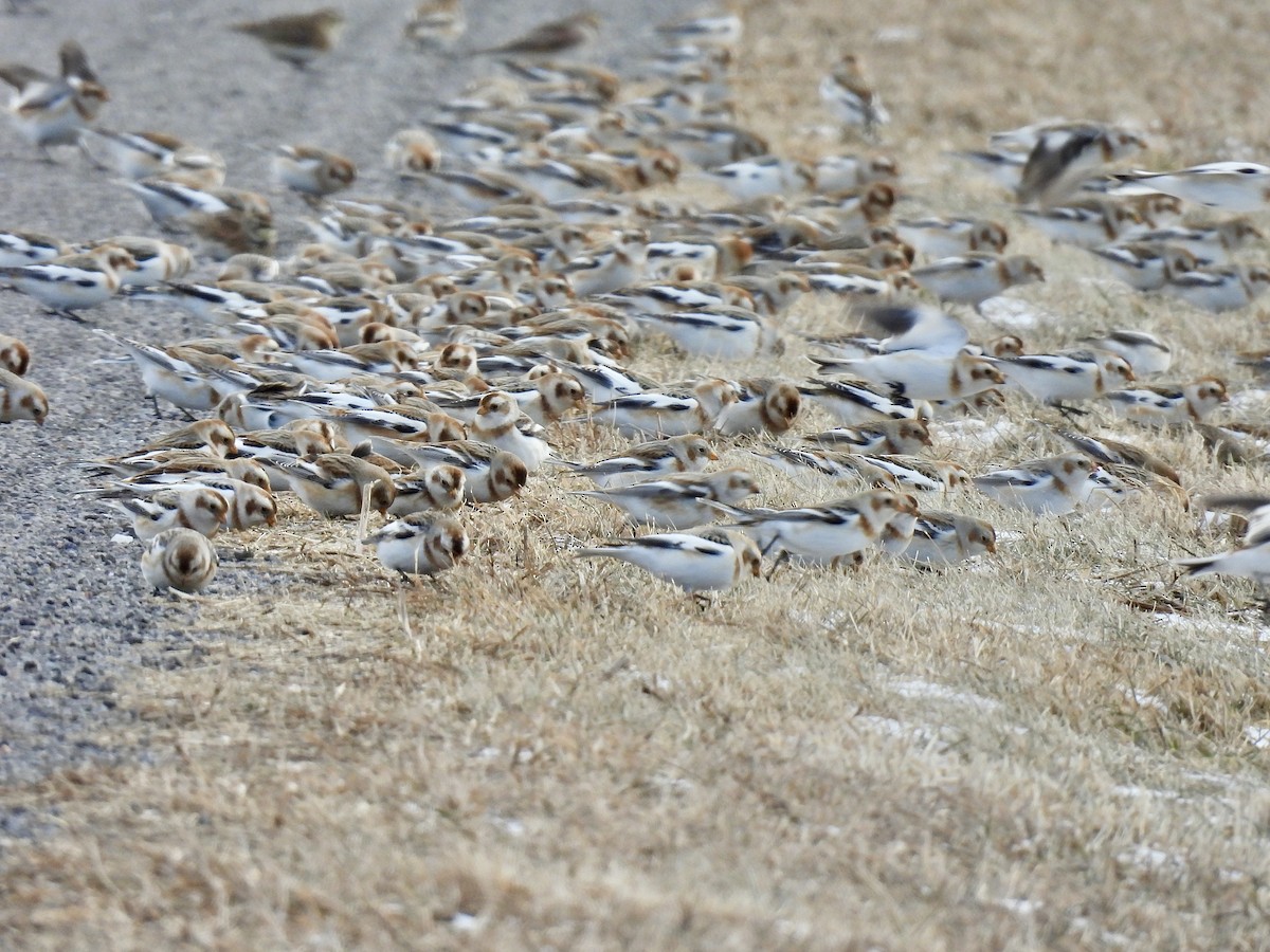 雪鵐 - ML647858157