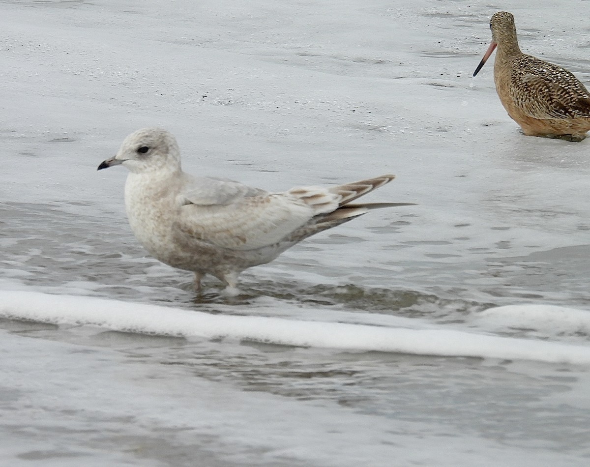 Ring-billed Gull - ML647858158