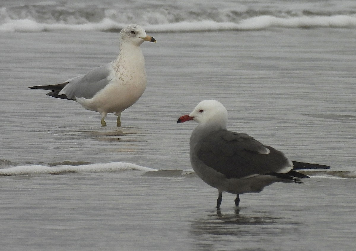 Ring-billed Gull - ML647858159