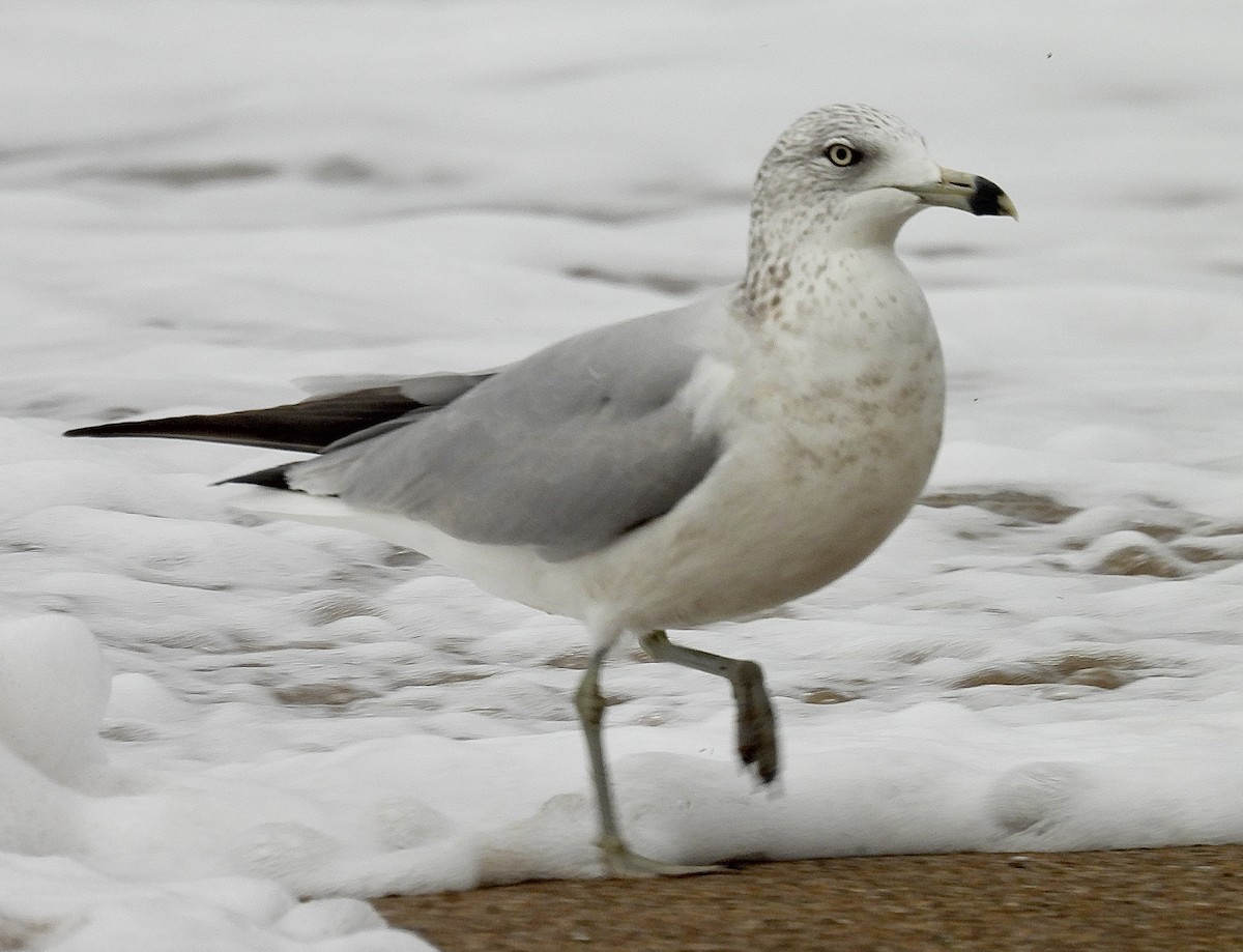 Ring-billed Gull - ML647858160