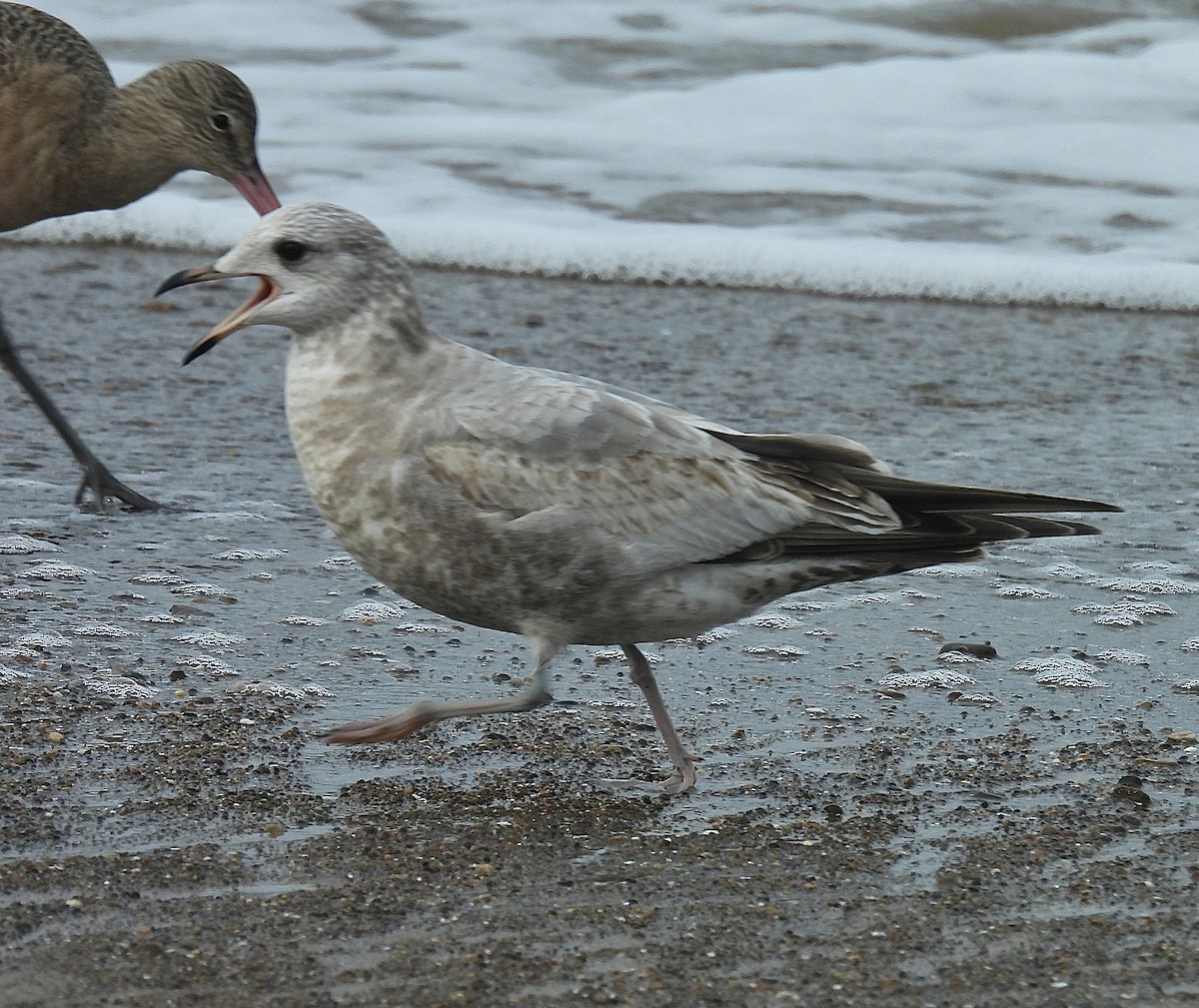 Ring-billed Gull - ML647858161