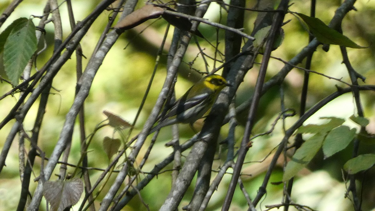 Townsend's Warbler - ML647858162