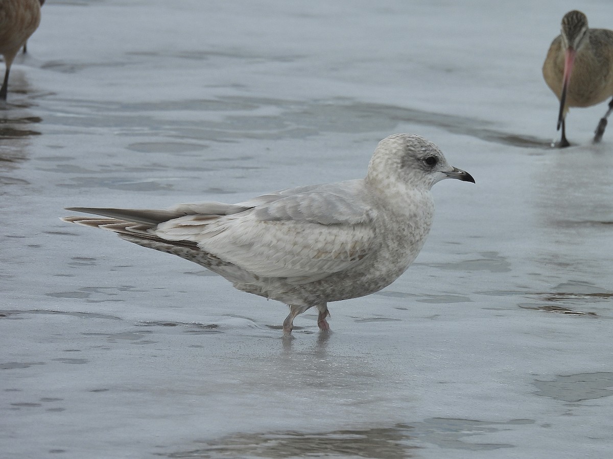 Ring-billed Gull - ML647858163