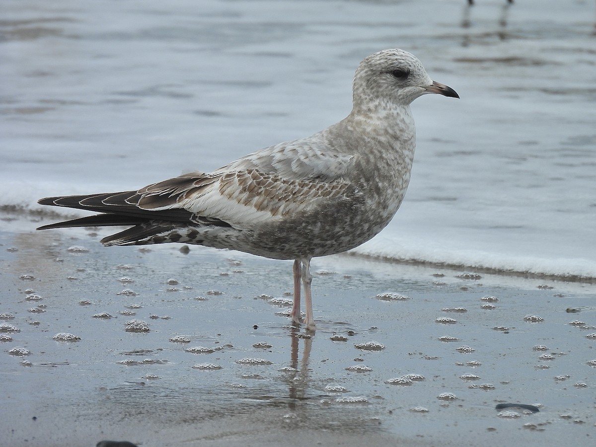 Ring-billed Gull - ML647858164
