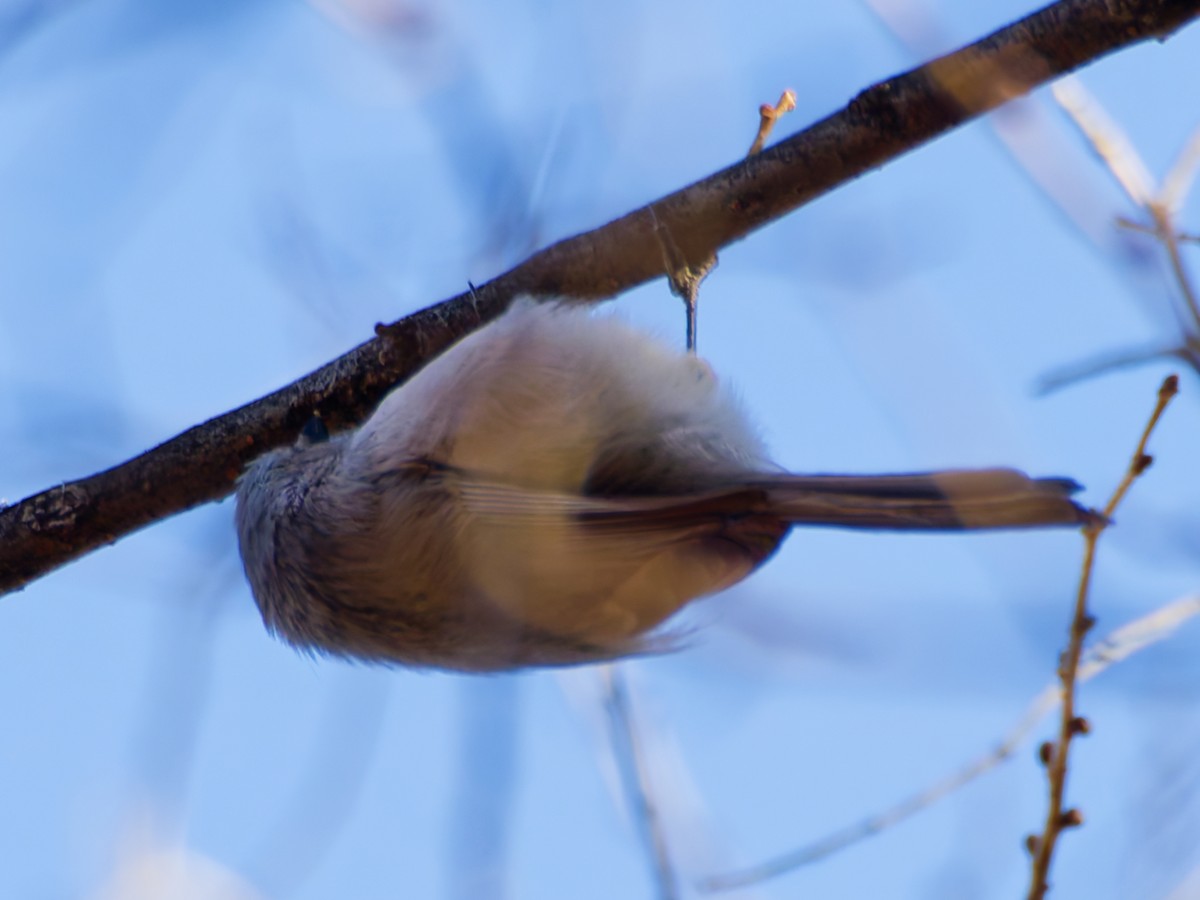 Bushtit - ML647858169