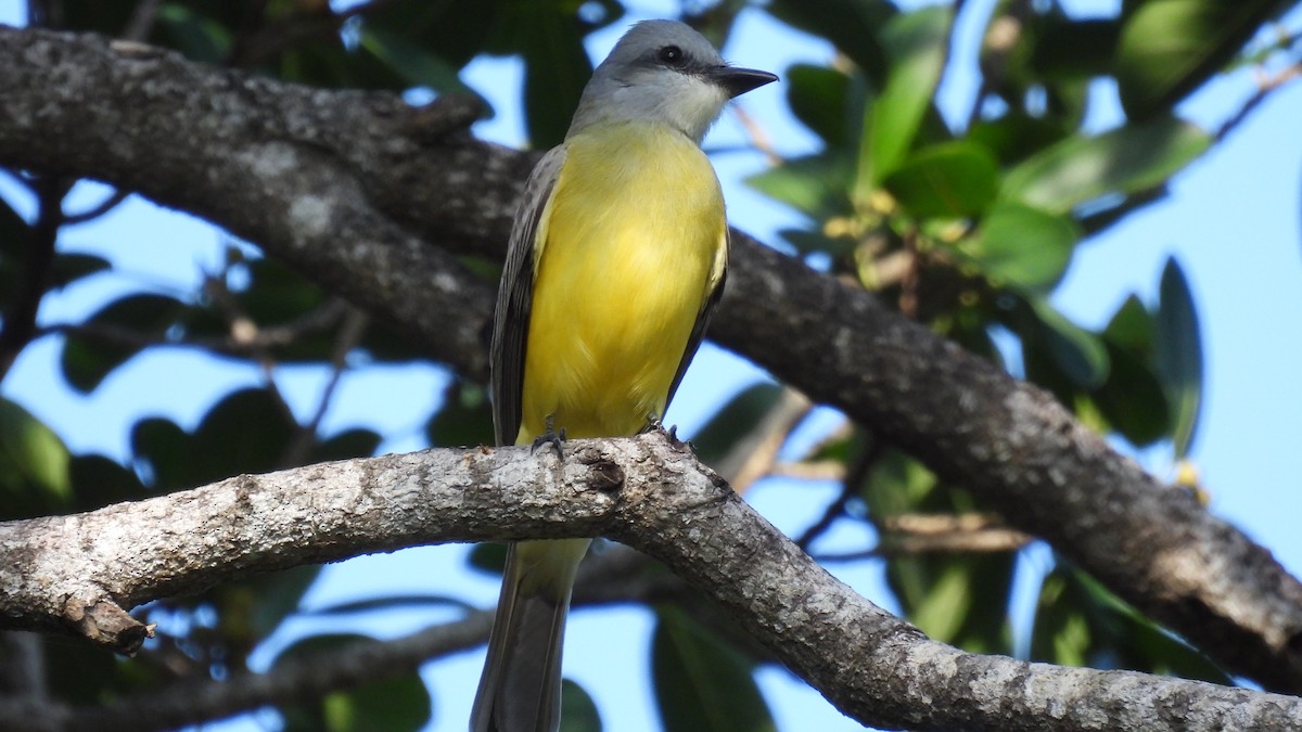 Couch's Kingbird - ML647858172