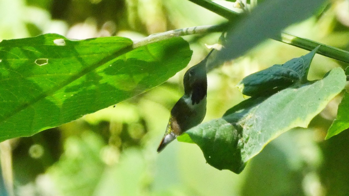 Bumblebee Hummingbird - ML647858173