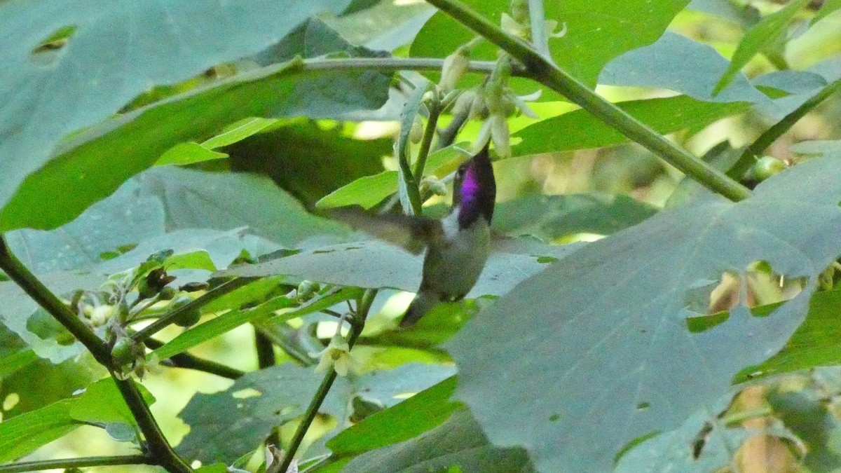 Bumblebee Hummingbird - ML647858174