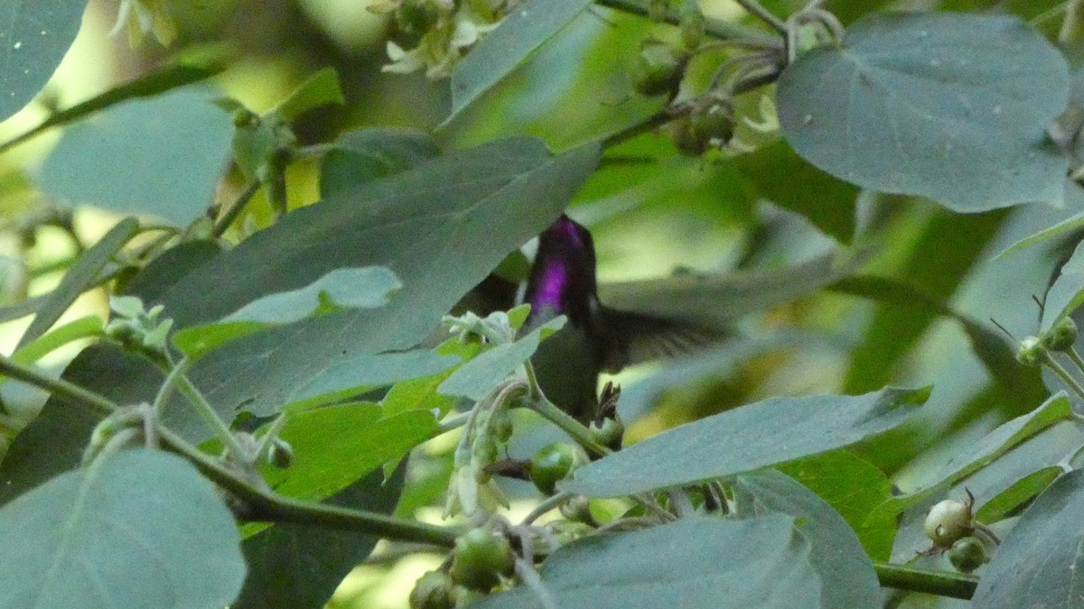 Bumblebee Hummingbird - ML647858175