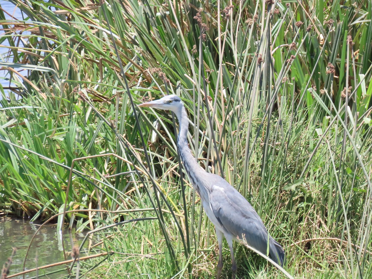 蒼鷺(cinerea/jouyi) - ML647858176