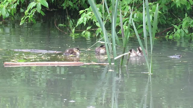 Каролінка - ML647858186