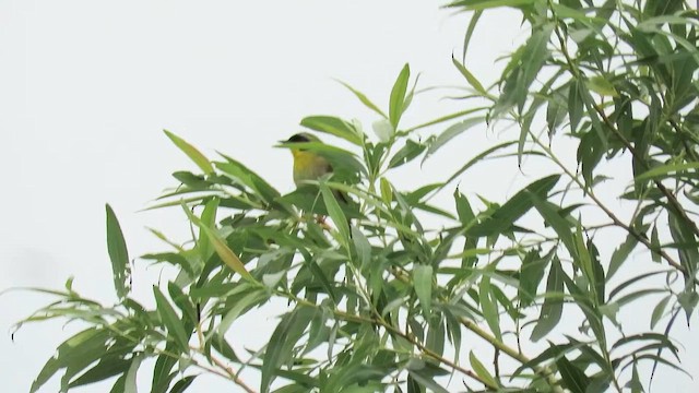 Жовтогорлик північний - ML647858193