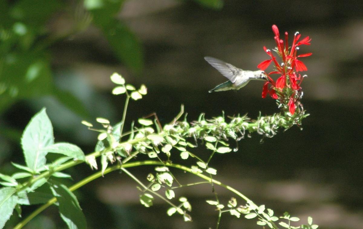 Ruby-throated Hummingbird - ML647858252