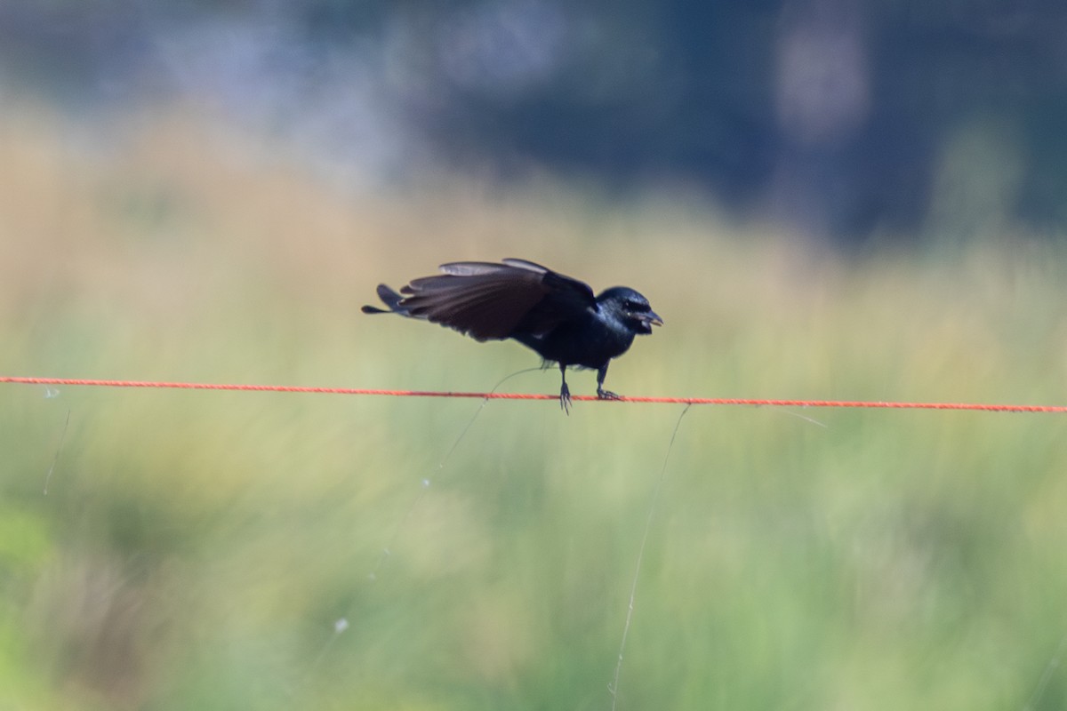 Black Drongo - ML647858255