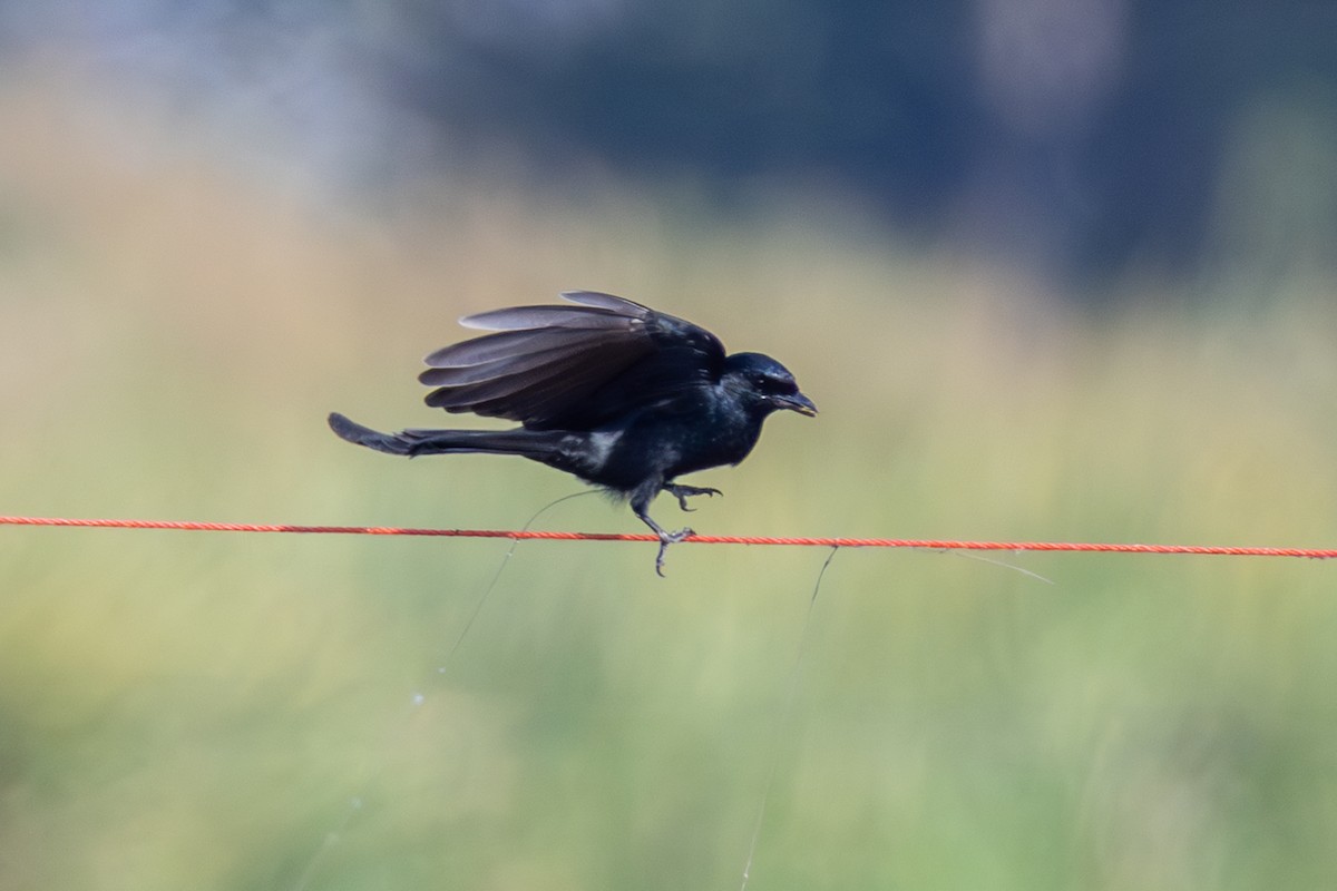 Black Drongo - ML647858256
