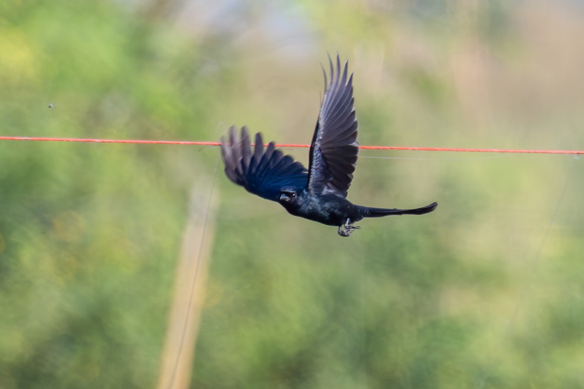 Black Drongo - ML647858257