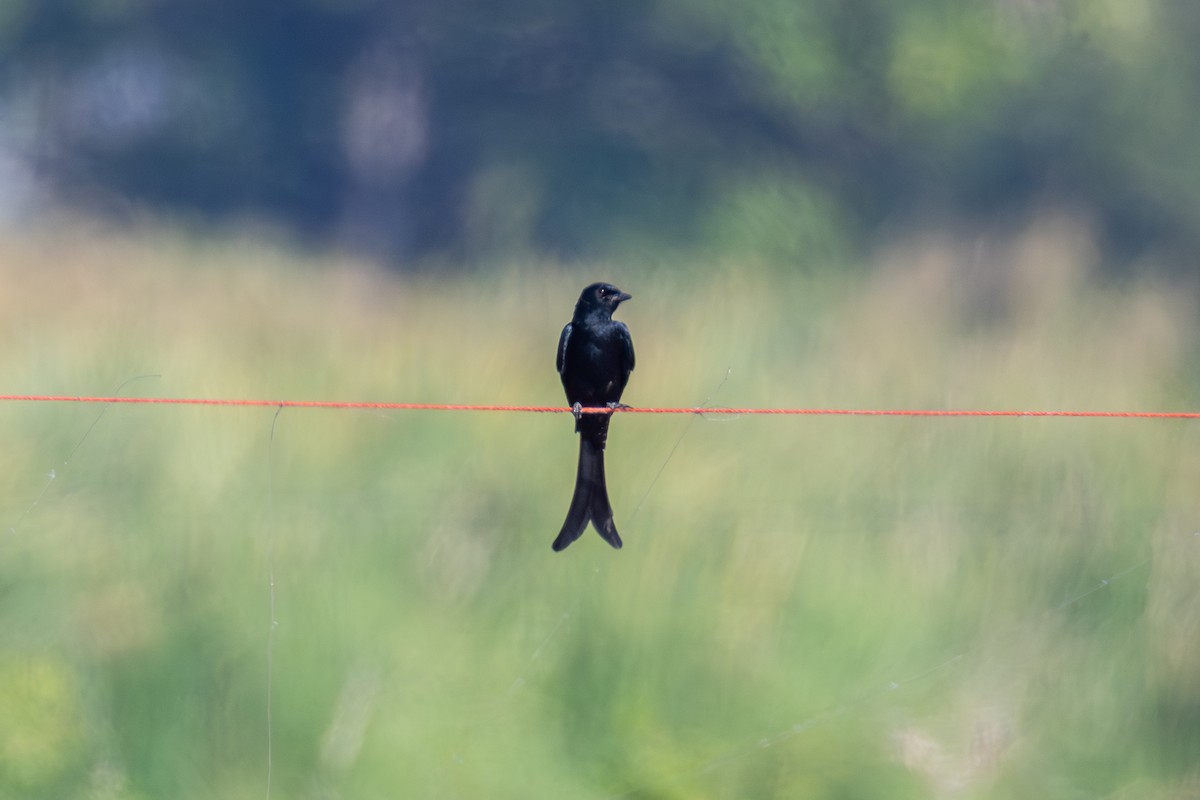 Black Drongo - ML647858258