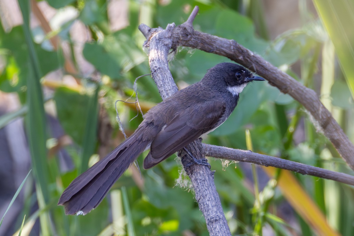 Black Drongo - ML647858259