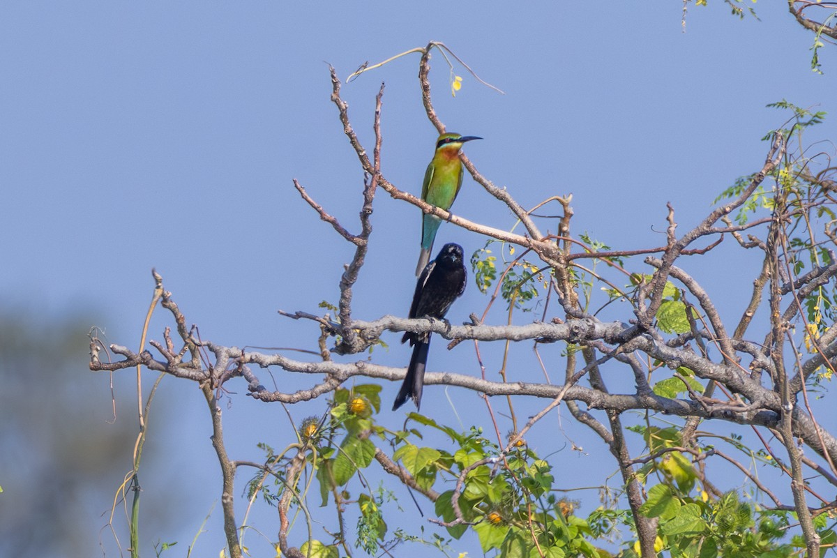 Black Drongo - ML647858274