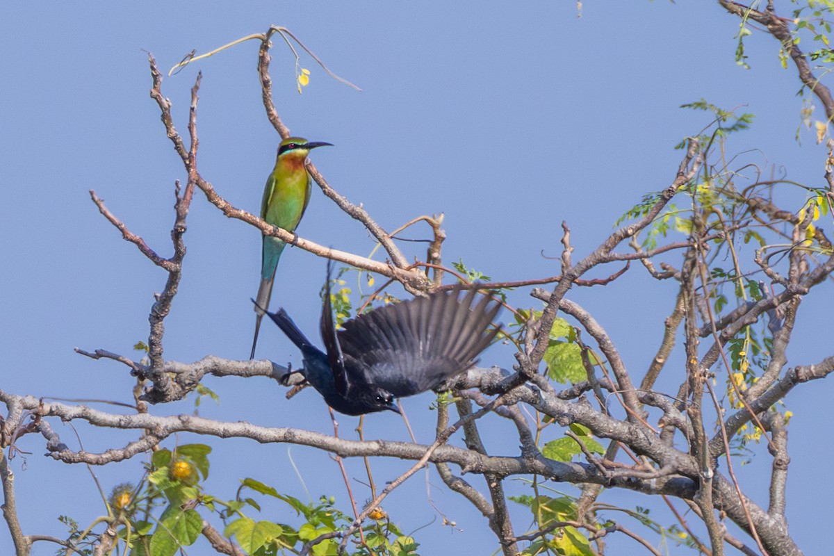 Black Drongo - ML647858275