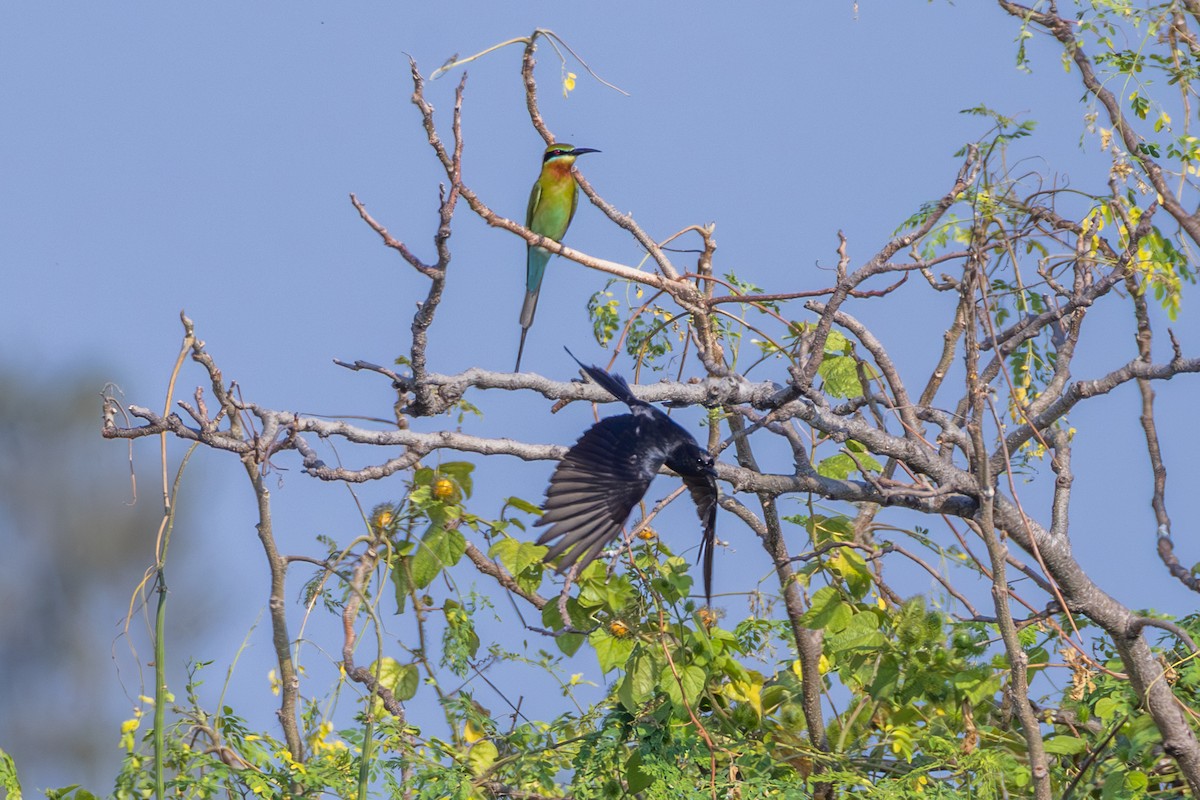 Black Drongo - ML647858276