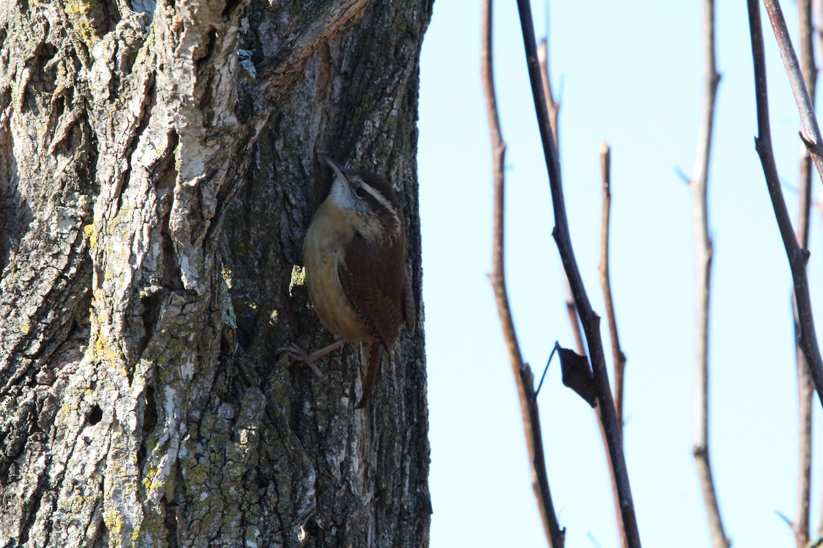 チャバラマユミソサザイ - ML647858304