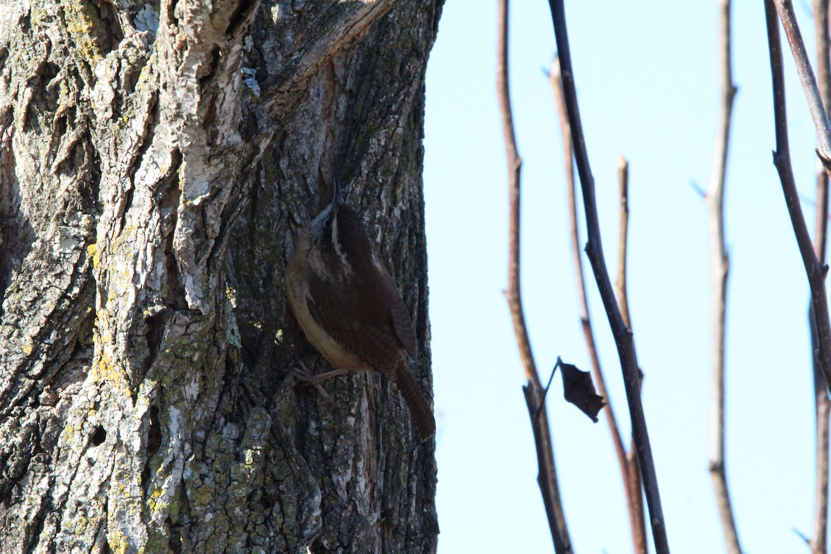 チャバラマユミソサザイ - ML647858305