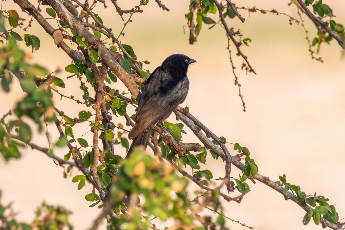 Black Drongo - ML647858322