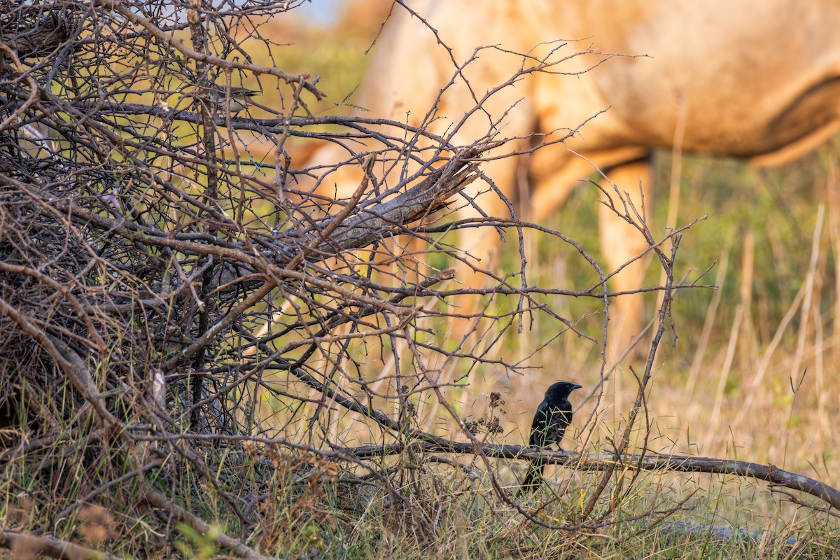 Black Drongo - ML647858327
