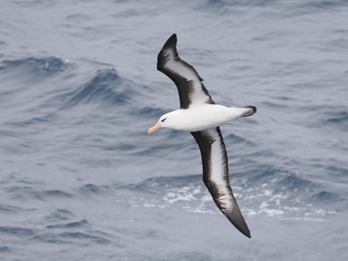 Альбатрос чорнобровий (підвид impavida) - ML647858329