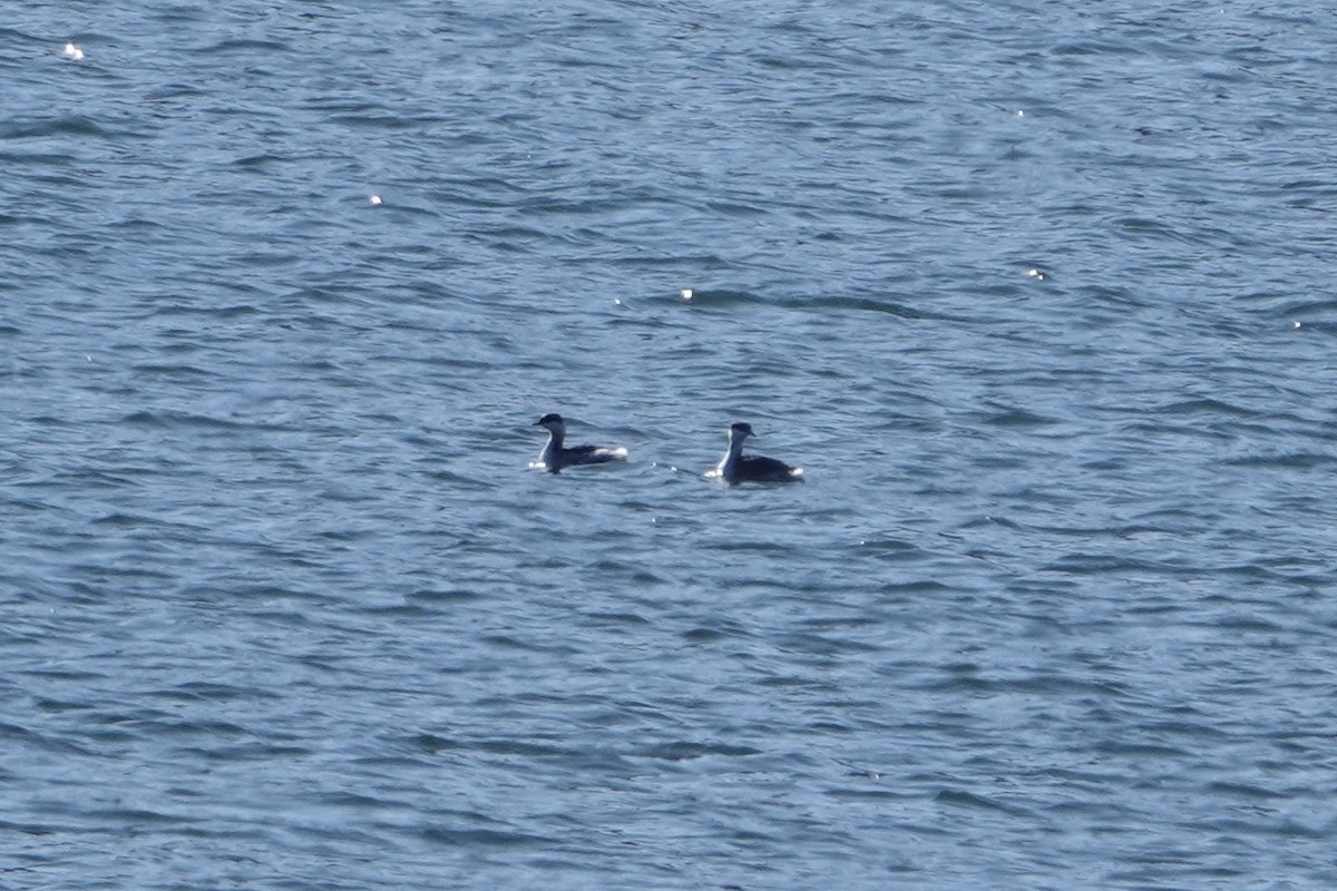 Zampullín Cuellirrojo - ML647858333