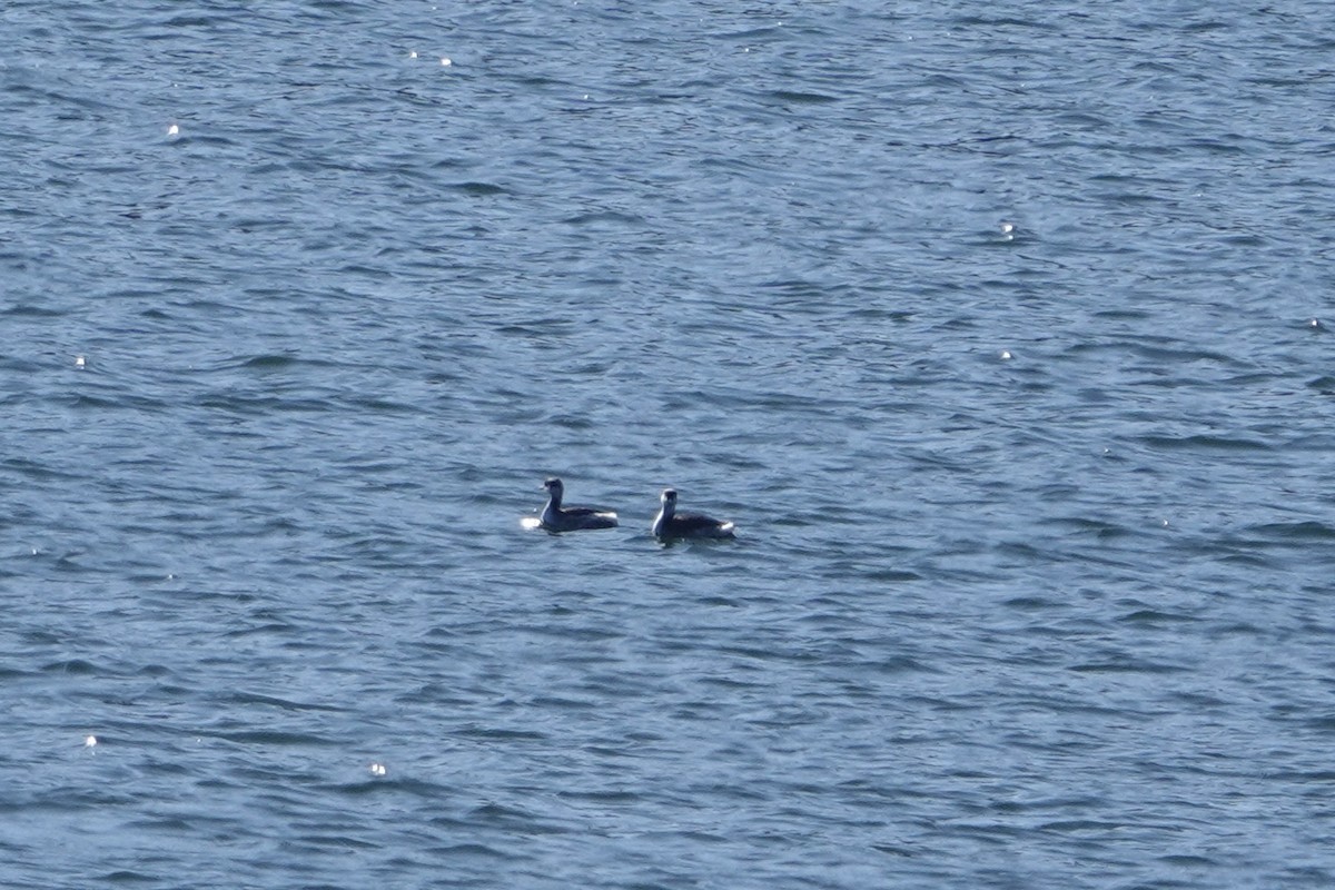 Zampullín Cuellirrojo - ML647858334