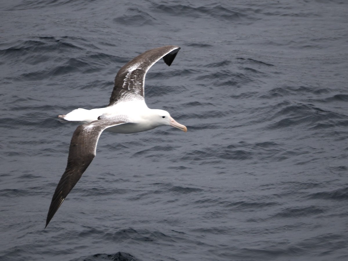 Альбатрос королівський південний - ML647858339
