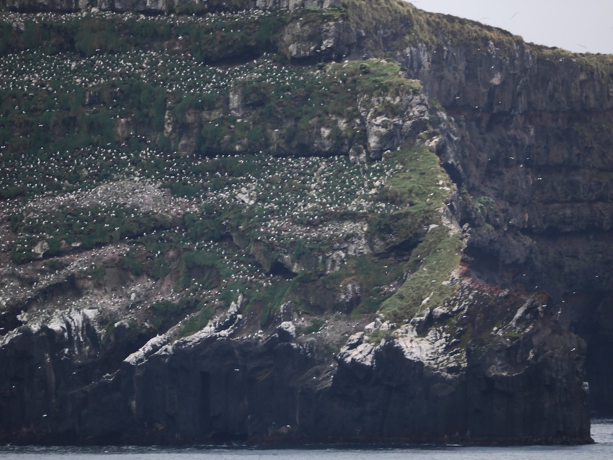 Альбатрос чорнобровий (підвид impavida) - ML647858343