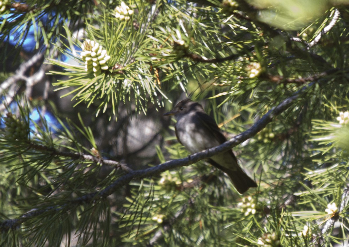 Blasskehl-Schnäppertyrann - ML647858355