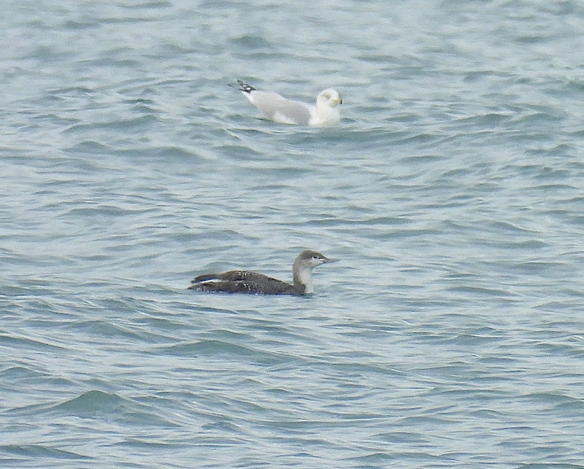 צוללן אדום-גרון - ML647858356