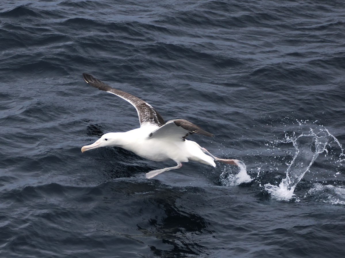 Альбатрос королівський південний - ML647858357