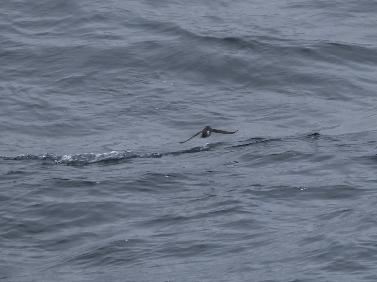 Common Diving-Petrel - ML647858365