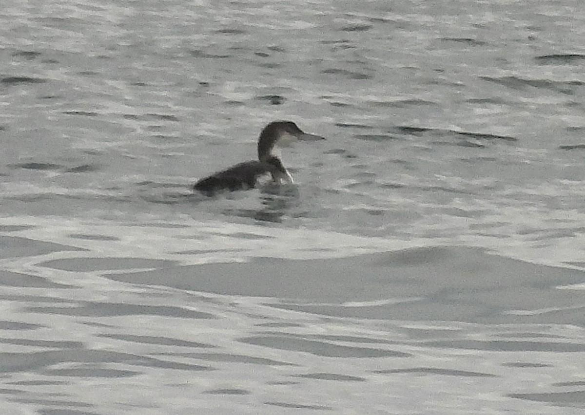 Common Loon - ML647858368
