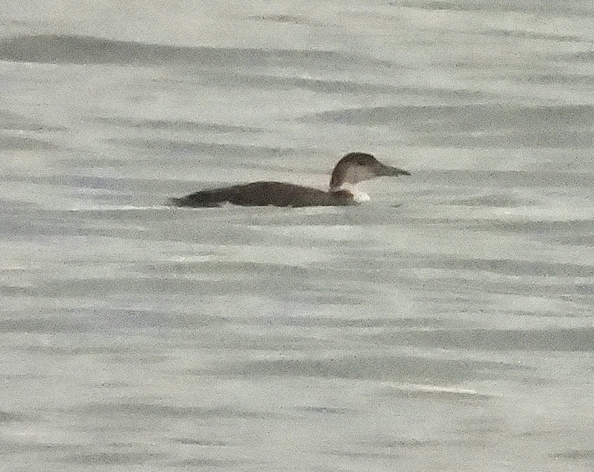 Common Loon - ML647858369