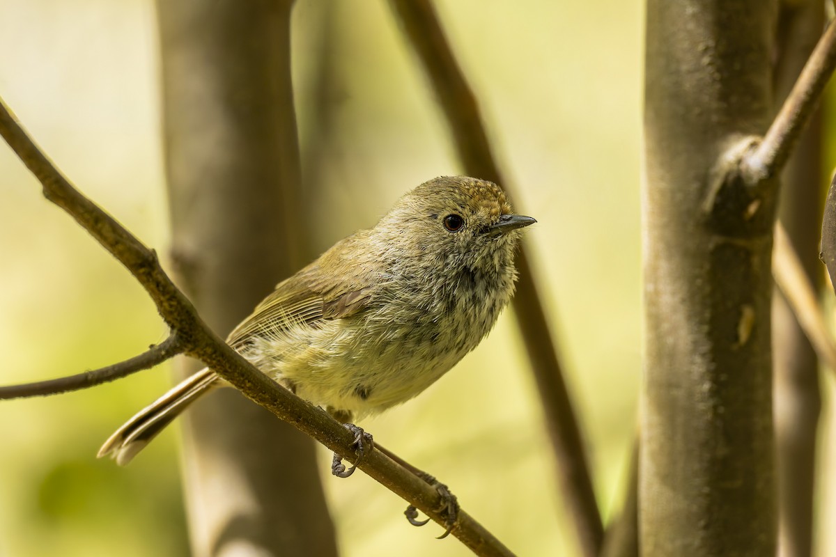 Brown Thornbill - ML647858370
