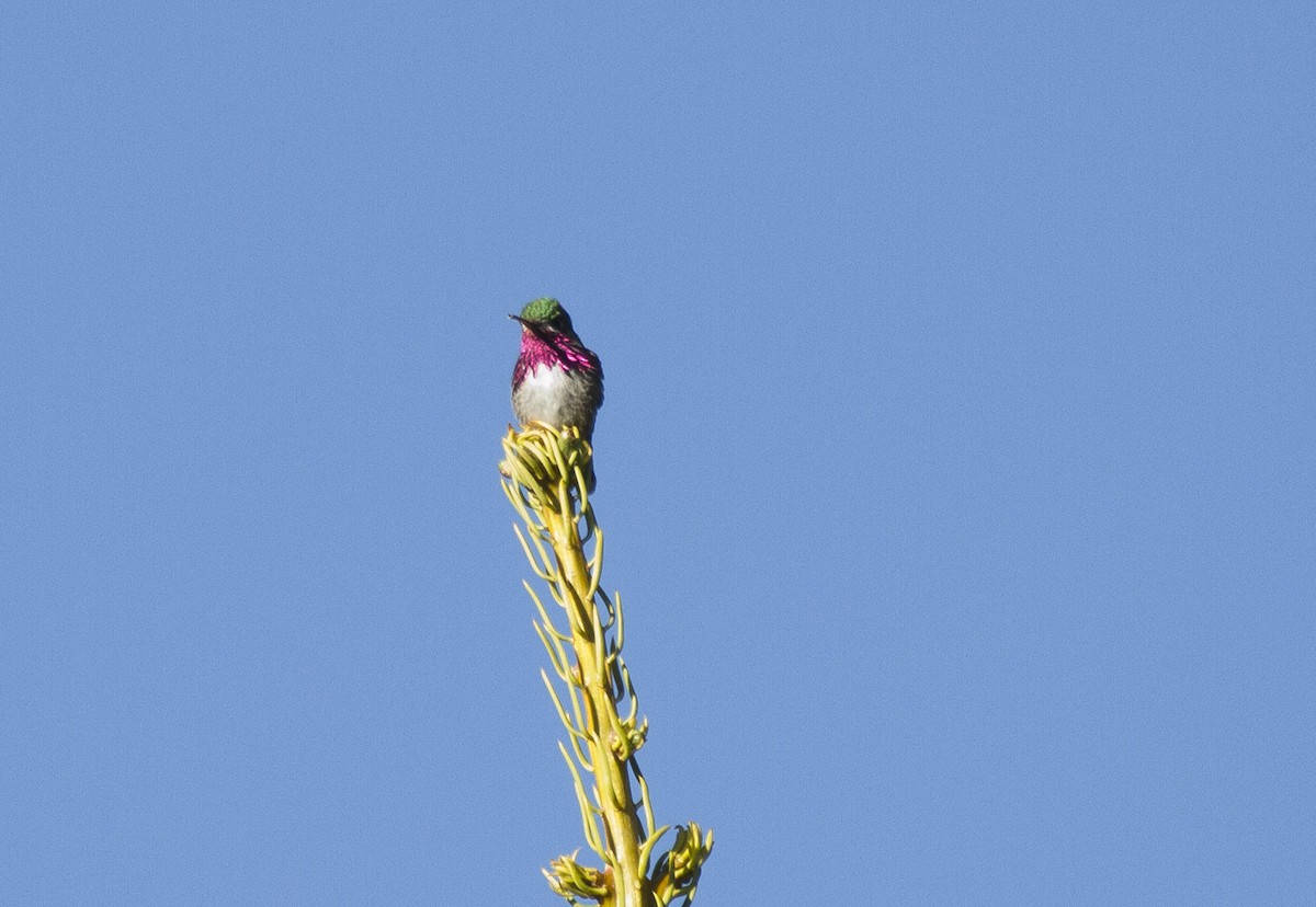 Calliope Hummingbird - ML647858372