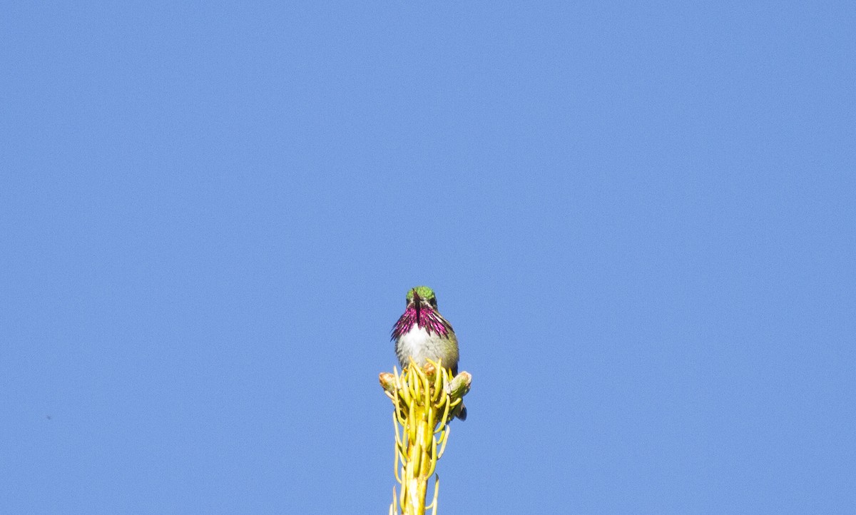 Calliope Hummingbird - ML647858374