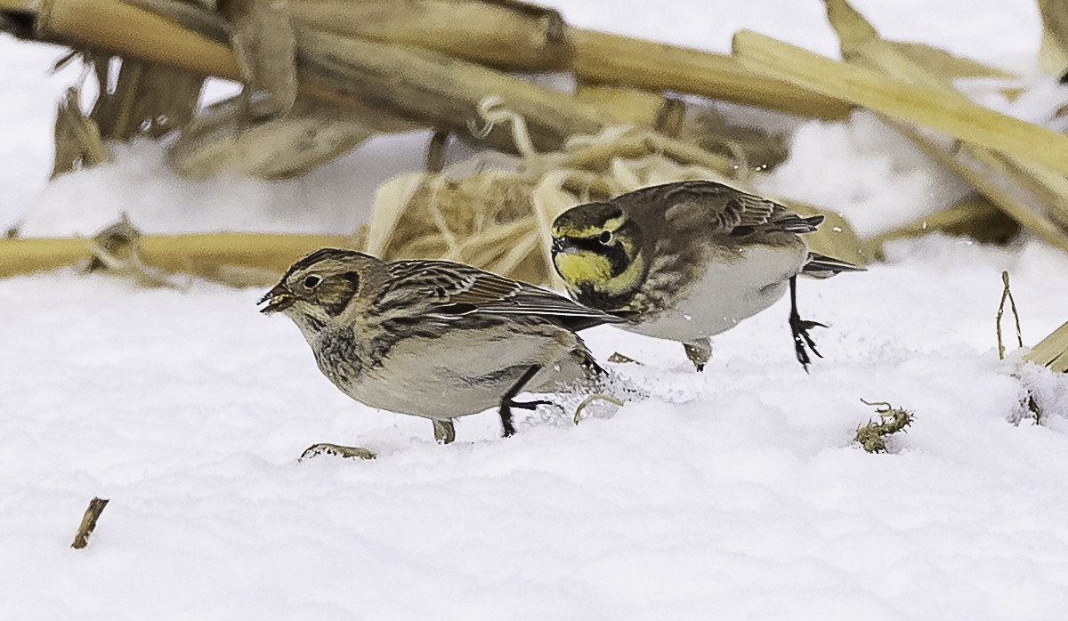 Lapland Longspur - ML647858377