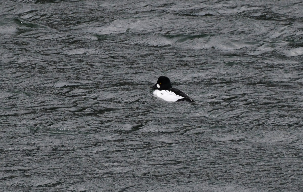Common Goldeneye - ML647858380