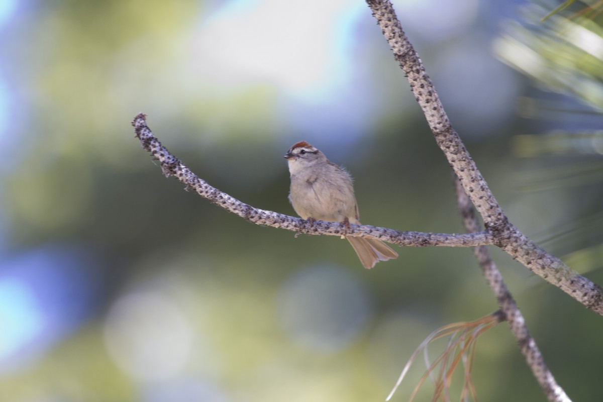 Chipping Sparrow - ML647858382