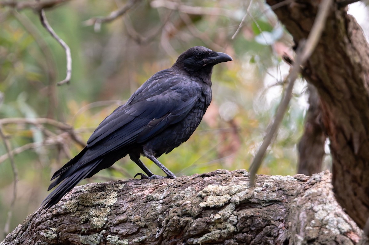 Little Raven - ML647858383