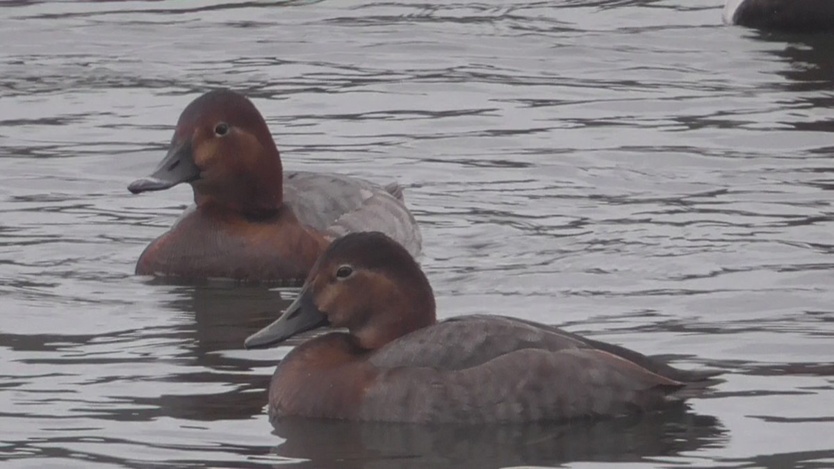 Common Pochard - ML647858384