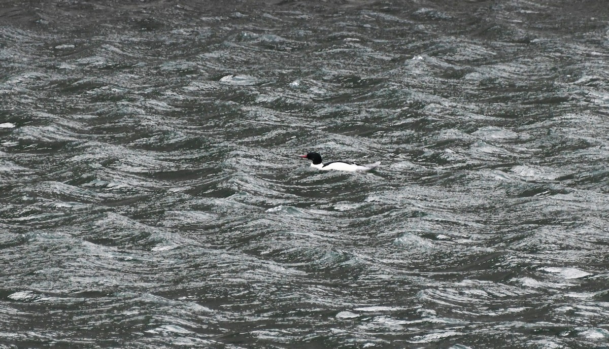 Common Merganser - ML647858385